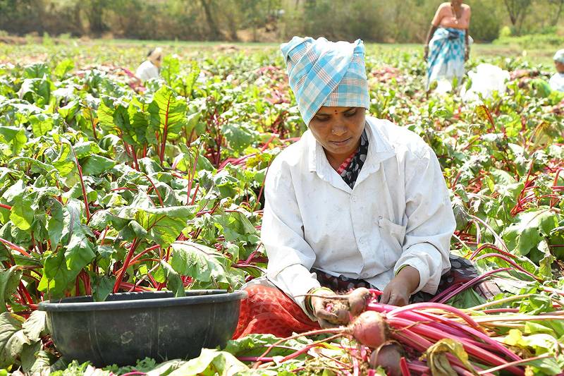 Farmer sorting veggies