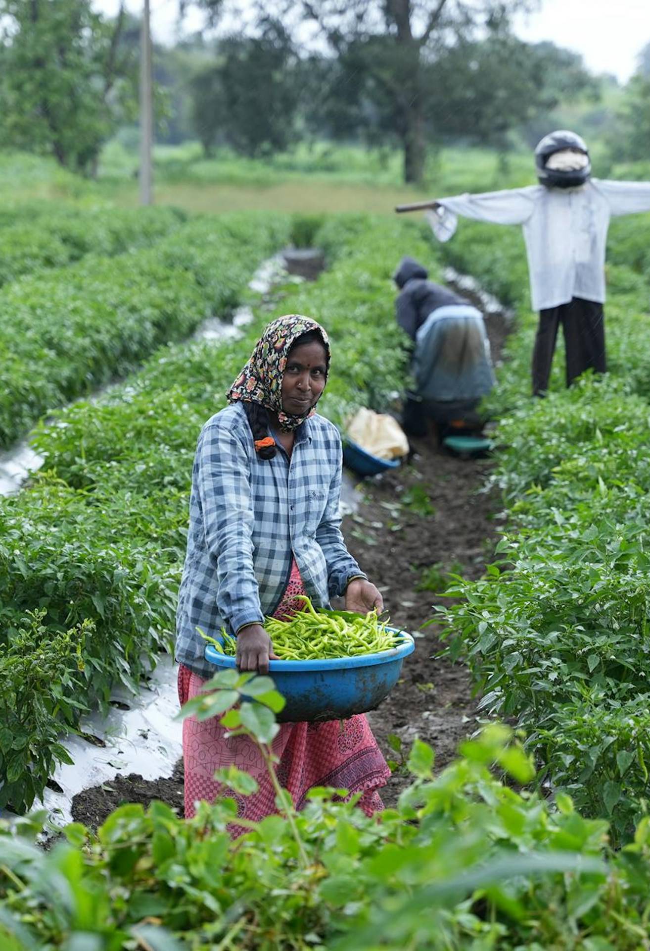 Indian farmers farming